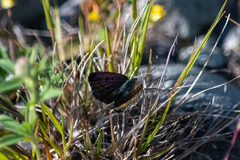 Lycaena tama