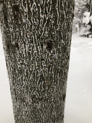 Cryptococcus fagisuga