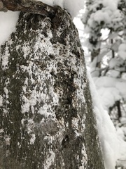 Cryptococcus fagisuga