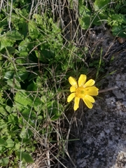 Ranunculus bullatus