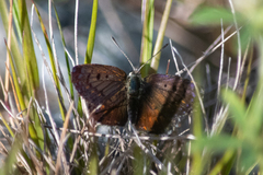 Lycaena tama