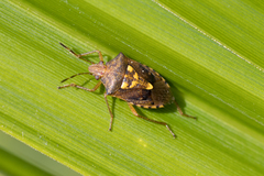 Carpocorini