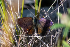 Lycaena tama