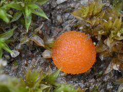 Octospora gyalectoides