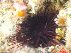 Centrostephanus longispinus