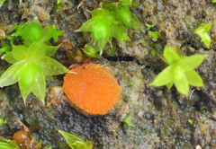 Octospora gyalectoides
