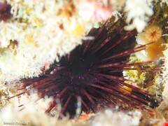 Centrostephanus longispinus