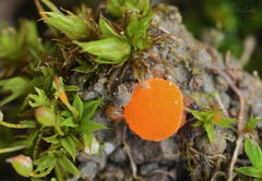 Octospora gyalectoides