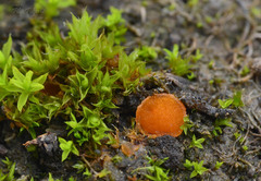 Octospora gyalectoides