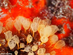 Pycnoclavella communis