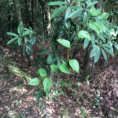 Smilax bracteata
