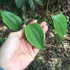 Smilax bracteata