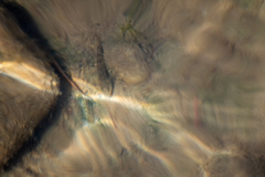 Gobiomorphus breviceps