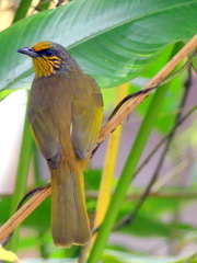 Pycnonotus finlaysoni