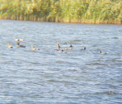 Mareca strepera strepera