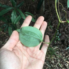 Smilax bracteata