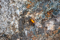 Sphictostethus nitidus