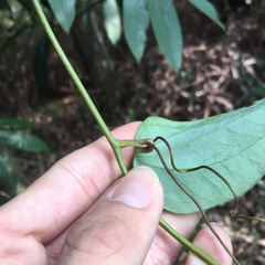 Smilax bracteata