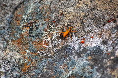 Sphictostethus nitidus