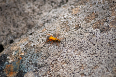 Sphictostethus nitidus