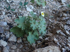 Perityle emoryi