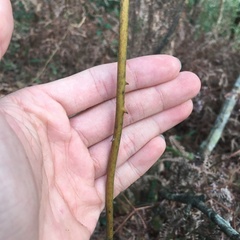 Smilax bracteata