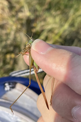 Conocephalus exemptus