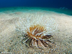 Pachycerianthus solitarius