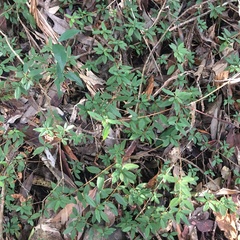 Rhododendron nakaharai