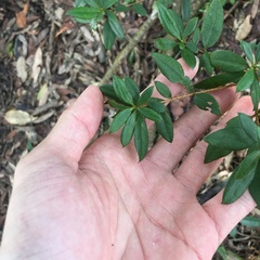 Rhododendron nakaharai