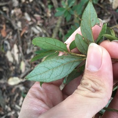 Rhododendron nakaharai