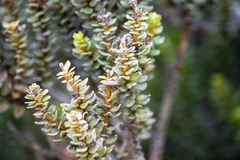 Olearia nummulariifolia