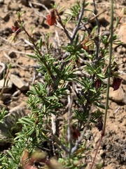 Hermannia filifolia