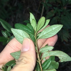 Rhododendron nakaharai