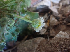 Perityle emoryi