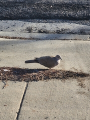 Streptopelia decaocto
