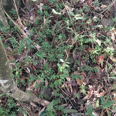 Rhododendron nakaharai