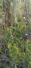 Parkinsonia aculeata