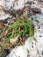 Allium vineale