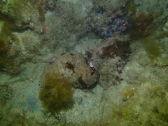 Dolabella auricularia