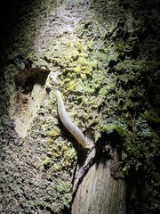 Meghimatium pictum