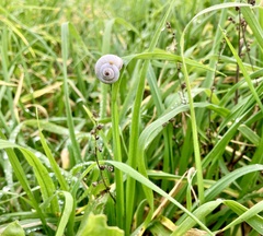 Xeropicta derbentina