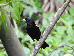 Cacicus chrysopterus