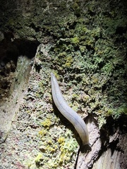 Meghimatium pictum