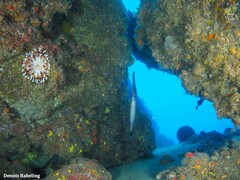 Aulostomus strigosus