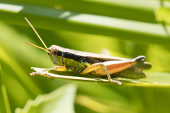Scotussa impudica