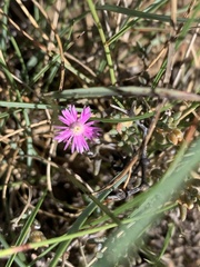 Trichodiadema setuliferum