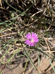 Trichodiadema setuliferum