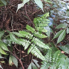 Dryopteris hasseltii