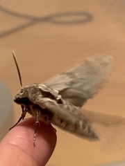 Sphinx pinastri